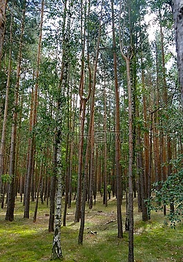 森林,性質,愿景