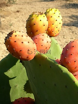 仙人掌,植物,水果