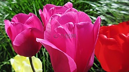 郁金香,自然,花