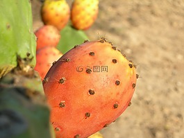 仙人掌,植物,水果
