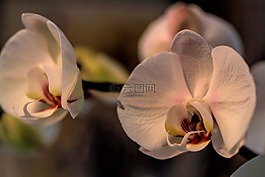 蘭花,花,phanelopsis