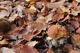 林林下,蘑菇,cep