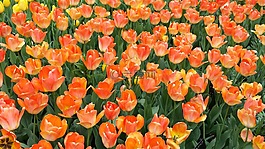 橙色,郁金香,花