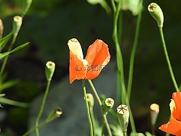 廠,罌粟,關(guān)閉
