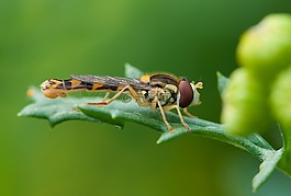 昆蟲,hoverfly,夏季
