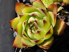 厂,houseleek,花园