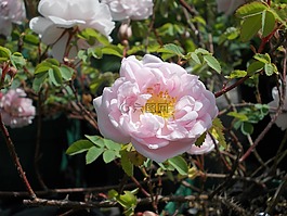 玫瑰,野玫瑰混合,花