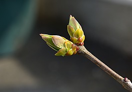 芽,春天,紫丁香