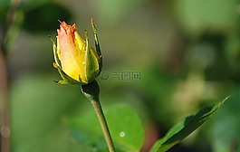 玫瑰,黃色,花