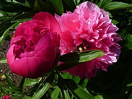 花,性質(zhì),牡丹