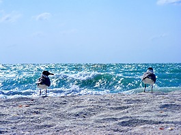 海,海鷗,鳥