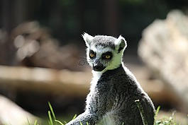 rintailed,狐猴,金錢