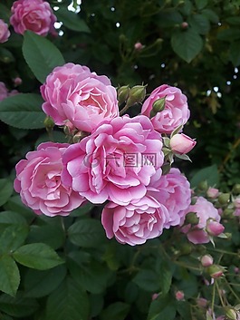 玫瑰,玫瑰花園,自然