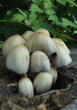 性質(zhì),宏,真菌