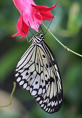 butterlfy,bug,野生动物