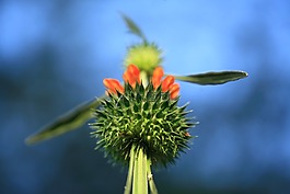 花萼,植物學,萼片