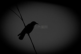 黑色和白色,烏鴉,野生動(dòng)物