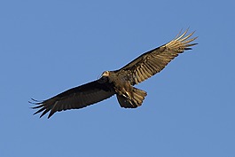 土耳其禿鷲,鳥(niǎo),野生動(dòng)物