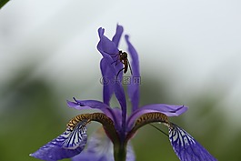 花卉,虹膜,花園