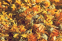 蒲公英,花,干