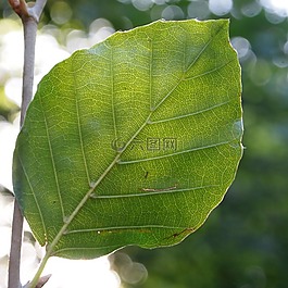 山毛櫸,對光,發(fā)送