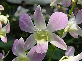 蘭花,新加坡,廠