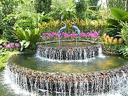 蘭花,新加坡,廠