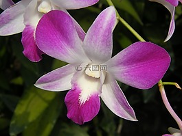 蘭花,新加坡,廠