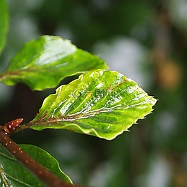 工作表,雨,樹