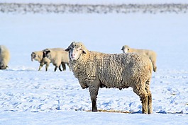 羊,雪,冬天