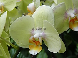 蘭花,新加坡,廠
