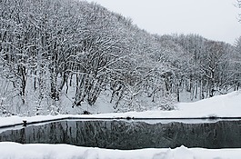 森林,冬季,雪