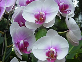 蘭花,新加坡,廠