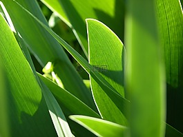 葉,葉子,虹膜
