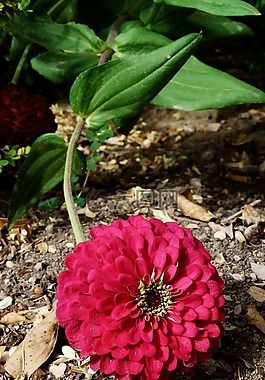 花,花瓣,花園