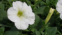 矮牽牛,鮮花,白色的花
