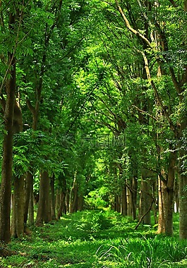 樹林,森林,大自然