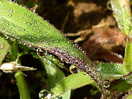 葉,自然,植物