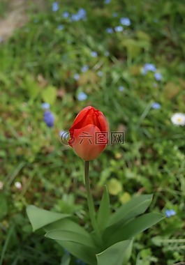郁金香,鮮花,性質(zhì)