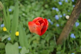郁金香,鮮花,性質(zhì)