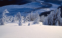 雪,冬天,景觀
