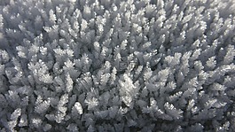eiskristalle,冰,霜