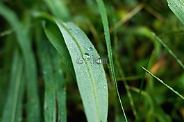 葉,性質(zhì),宏