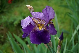 虹膜,花,藍色花