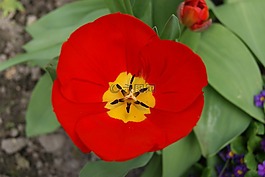 郁金香,鮮花,性質(zhì)