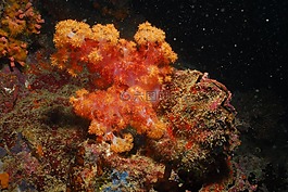 alcyonaire,海,海洋