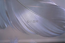 詳細,春天,輕量
