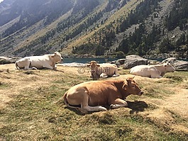 動物,牛