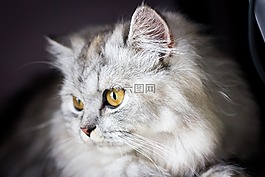 黑色白色,貓,動物