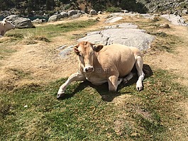 牛,性質(zhì),動(dòng)物
